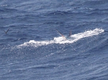 This marlin gave a good fight but eventually earned his freedom