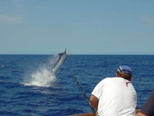 A striped marlin flies during the tournament.