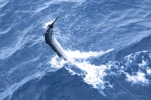 A sailfish puts up a good fight before it is tagged and released