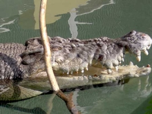 A crocodile during the Broome to Darwin leg