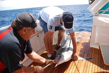 The coast off Sydney abounds with game fish species such as this large marlin