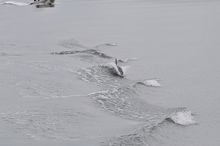 A dolphin is spotted only 10 minutes into the trip