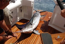 Marlin caught on Pisces