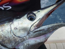Weighing 58 kilograms, this black marlin was released safely back into the water