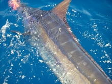 Chasing Marlin