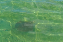 Stingray