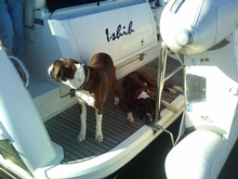 Jeff and Julane wanted a boat big enough for their two Boxer dogs, Charlie and Rane